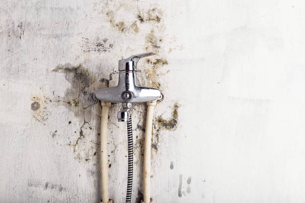 Best Mold Cleaning Services  in Ridge, NY