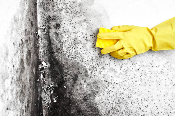 Attic Mold Removal in Ridge, NY