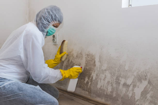 Best Mold Testing  in Ridge, NY