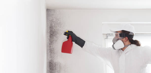 Best Mold Testing  in Ridge, NY