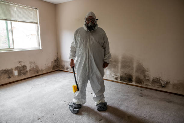 Best Local Mold Removal Service  in Ridge, NY